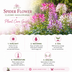 200 Spider Flower Seeds Mix for Planting Outdoors, Fast Growing, High-Yield Tall Showy Blooms, Perfect Floral Privacy Screen & Garden Background