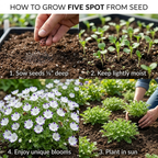 160 Pcs Five Spot Seeds for Planting Outdoors, Grow Robust, Easy to Care Creeping White Blooms with Purple Spots for Rock Gardens