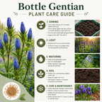 300 Bottle Gentian Seeds, Non GMO, easy to Grow, Hardy Native Gentian Flower Seeds, Ideal Choice for Gardens & Borrders