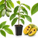 Pawpaw Tree Live Plant, 12 to 18 Inch Tall, Well-Rooted in 1 Quart Container, Cold-Hardy Edible Plant for Home Landscapes