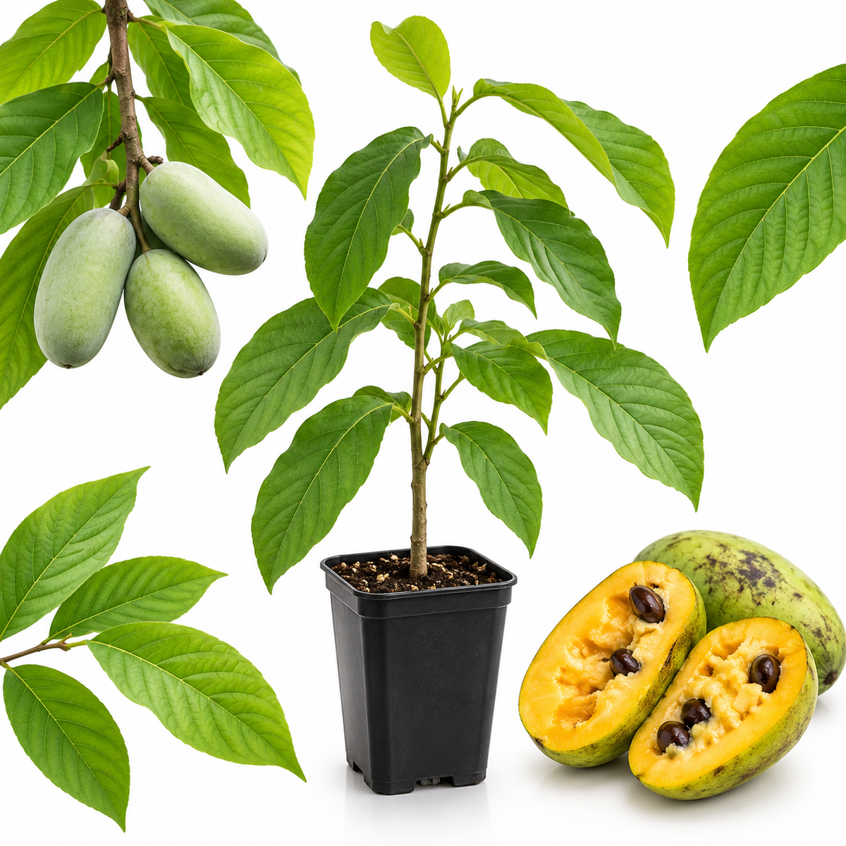 Pawpaw Tree Live Plant, 12 to 18 Inch Tall, Well-Rooted in 1 Quart Container, Cold-Hardy Edible Plant for Home Landscapes