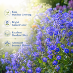 1500 California Bluebell Seeds for Planting Outdoors, Non GMO, Heirloom, Easy to Grow, High-Yield Deep Blue Bell-Shaped Bloom, Perfect for Garden Borders & Landscaping