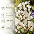 100 Money Plant Seeds, Non GMO Lunaria biennis Seeds, Fast Growing, High-Yield Honesty Plant, Silver Dollar Honesty Pods, for Borders, Patios & Gardens