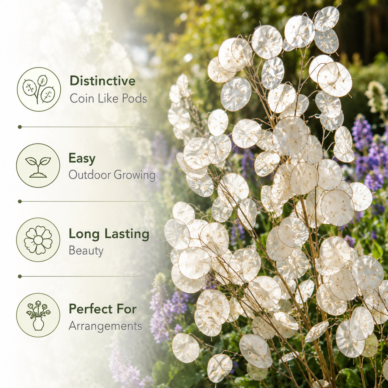 100 Money Plant Seeds, Non GMO Lunaria biennis Seeds, Fast Growing, High-Yield Honesty Plant, Silver Dollar Honesty Pods, for Borders, Patios & Gardens