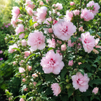 2 Pink Hibiscus Althea Live Plants for Planting | 12–18 Inch Tall | Pink Flowering Rose of Sharon Trees for Outdoor Gardens & Privacy Screens