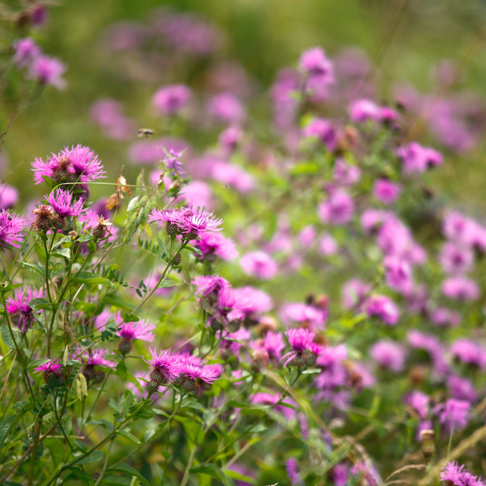 200 Basketflower Seeds for Planting Outdoors, Grow Robust, Easy to Care Fringed Pink Blooms for Sunlit Yard Borders