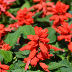 200 Pcs Scarlet Sage Seeds for Planting Outdoors, Adaptable Pollinator Wildflowers, Easy to Care Bright Red Spikes for Sunlit Yard Borders