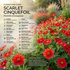 400 Pcs Scarlet Cinquefoil Seeds for Planting Outdoors, Grow Robust, Easy to Care Vibrant Red Flowers with Strawberry Foliage for Wildflower Meadows