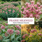 40 Pcs Milkweed Seeds for Planting, Non-GMO Prairie Milkweed for Outdoor Gardens, Sturdy Growth