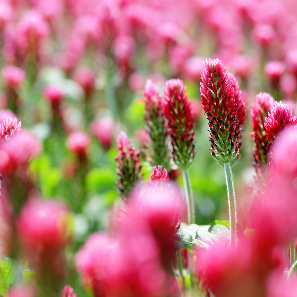 2000 Pcs Crimson Clover Seeds, Heirloom Red Flower Cover Crop for Planting, Fast-Growing Plants for Bright Sunlit Yards