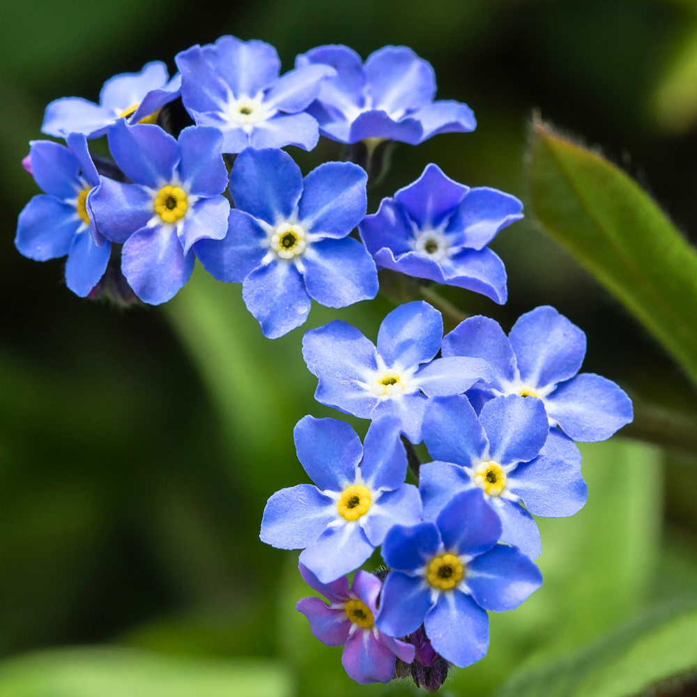300 Pcs Chinese Forget Me Not Seeds, Vigorous Heirloom Floral for Planting, Fast-Growing Plants for Bright Sunlit Gardens