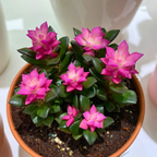 Succulent Plants, Anacampseros Sunrise Succulents in 2 Inch Pot, Great for Home & Office Styling, Succulent Arrangements & Beginner Growers