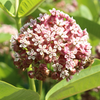 100 Common Milkweed Seeds for Planting Outdoors, Grow Robust, Easy to Care Delicate Pink Flowers for Monarchs & Yard Borders
