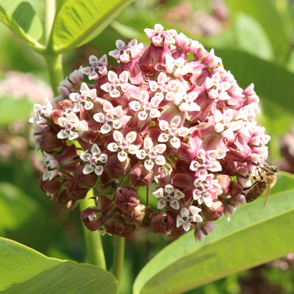 100 Common Milkweed Seeds for Planting Outdoors, Grow Robust, Easy to Care Delicate Pink Flowers for Monarchs & Yard Borders