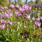75 Pcs Midland Shooting Star Seeds, Non-GMO Heirloom Flowers for Shade, Vigorous Growth, Low Maintenance Displays