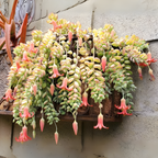Cotyledon Pendens Succulent Plant Live – 2 Inch Pot | Rare Trailing Houseplant | Easy-Care Indoor Succulent