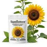 45 Mammoth Sunflower Seeds for Planting Outdoors, Sturdy Grey Stripe Heirloom, Vigorous Flowers Yielding Striking Giant Blooms for Backyards