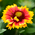 400 Pcs Gaillardia Seeds, Heirloom Blanket Flower for Planting, Fast-Growing Perennial Plants for Bright Sunlit Gardens