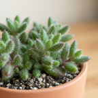 2 Rare Live Succulent Cactus Plants, Pickle Plant Delosperma Echinatum 4 Inch Potted, Unique Succulent for Indoor Display and Collections