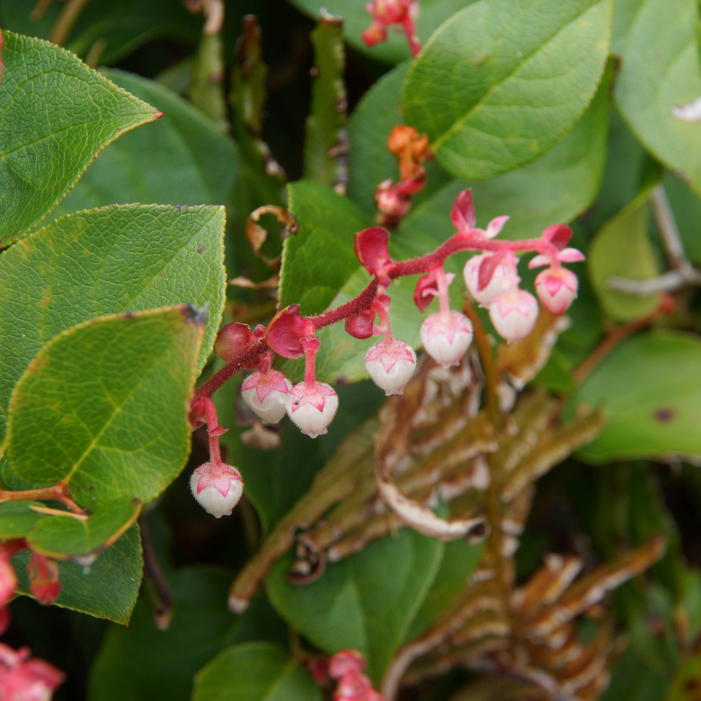Live Salal, 4" Bare Root Starter Plant, Cold-Hardy Gaultheria Shallon Evergreen, Well-Rooted Native Shrub for Shade Gardens