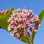 100 Pcs Showy Milkweed Seeds, Vigorous Heirloom Asclepias Speciosa for Planting, Fast-Growing Native Plants for Bright Sunlit Gardens