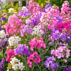 3000 Pcs Virginia Stock Wildflower Seeds, Non-GMO Heirloom Flowers for Patios, Vigorous Growth Delivering Spectacular Sweet Scented Blooms