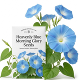150 Pcs Morning Glory Seeds for Planting Outdoors, Heavenly Blue Heirloom, Vigorous Climbing Vines Yielding Striking Blooms for Balconies