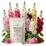 150 Hollyhock Seeds Perennial, Sturdy Chaters Double Mix Heirloom, Vigorous Flowers Yielding Striking Ruffled Blooms for Backyards, Easy to Care