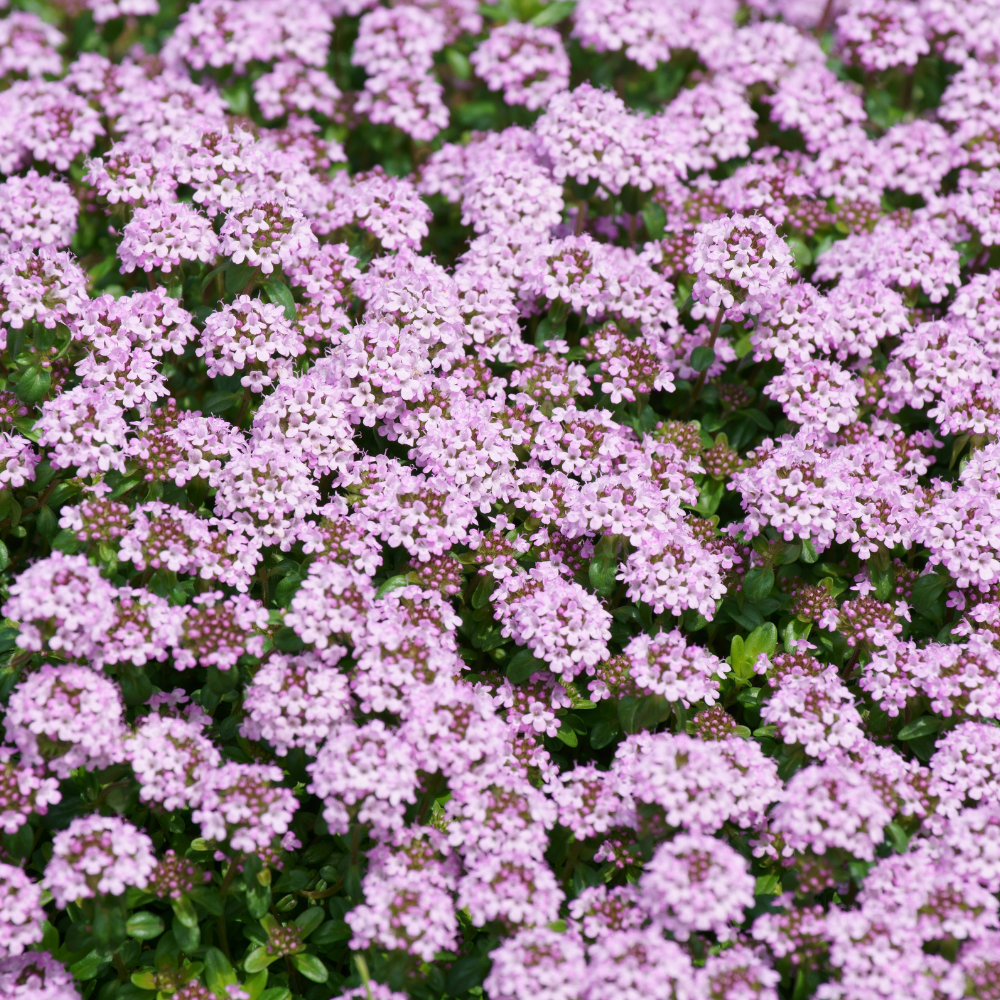 500 Pcs Creeping Thyme Seeds, Vigorous Heirloom Purple Floral Cover for Planting, Fast-Growing Perennial Plants for Bright Sunlit Yards