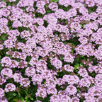 500 Pcs Creeping Thyme Seeds, Vigorous Heirloom Purple Floral Cover for Planting, Fast-Growing Perennial Plants for Bright Sunlit Yards