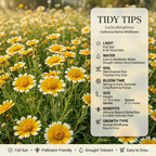 300 Pcs Tidy Tips Seeds, Non-GMO Heirloom Flowers for Patios, Vigorous Growth Delivering Spectacular White-Tipped Petals, Low Maintenance Displays