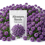 300 Sweet Alyssum Seeds for Planting Outdoors, Sturdy Violet Queen Heirloom, Vigorous Ground Cover Yielding Striking Blooms for Balconies