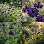 300 Pcs Midnight Nigella Seeds, Non-GMO Heirloom Flowers for Patios, Vigorous Growth Delivering Spectacular Star-Shaped Petals