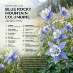 200 Pcs Blue Columbine Seeds Perennial, Heirloom Bi-Color Floral for Planting, Robust Fast-Growing Perennials for Partial Sun Gardens