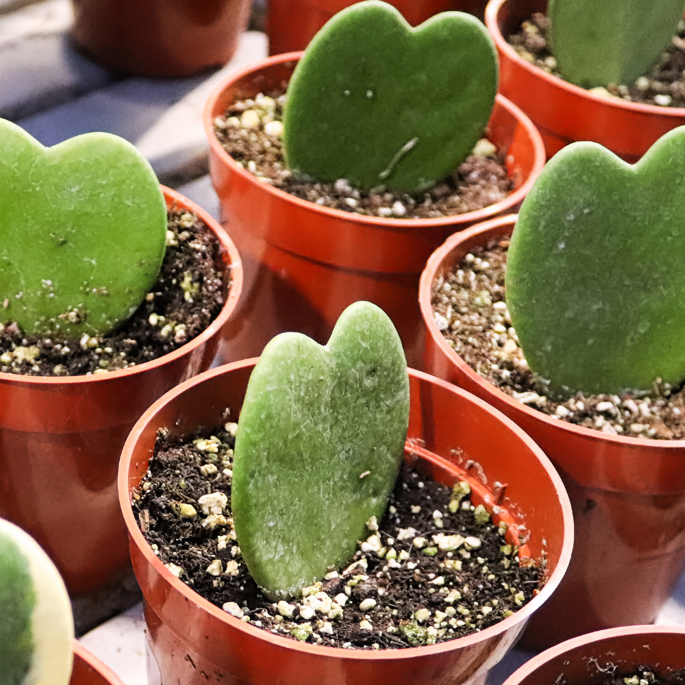 Hoya Kerrii Heart Plant Live, 2 Inch Pot, Hoya Plants Live Houseplants, Unique Indoor Succulent for Desks and Gifts