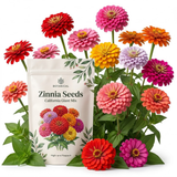 150 Zinnia Seeds for Planting Outdoors, Sturdy California Giant Mix Heirloom, Vigorous Tall Flowers Yielding Striking Large Blooms for Backyards, Easy to Care