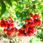 (No Ship to CA,HI,AK) Mauritius Lychee Trees Live Plants | 2.5–3 Ft Live Potted Plant | Compact Sweet Fruit Tree for Patios, Balconies & Backyard Gardens