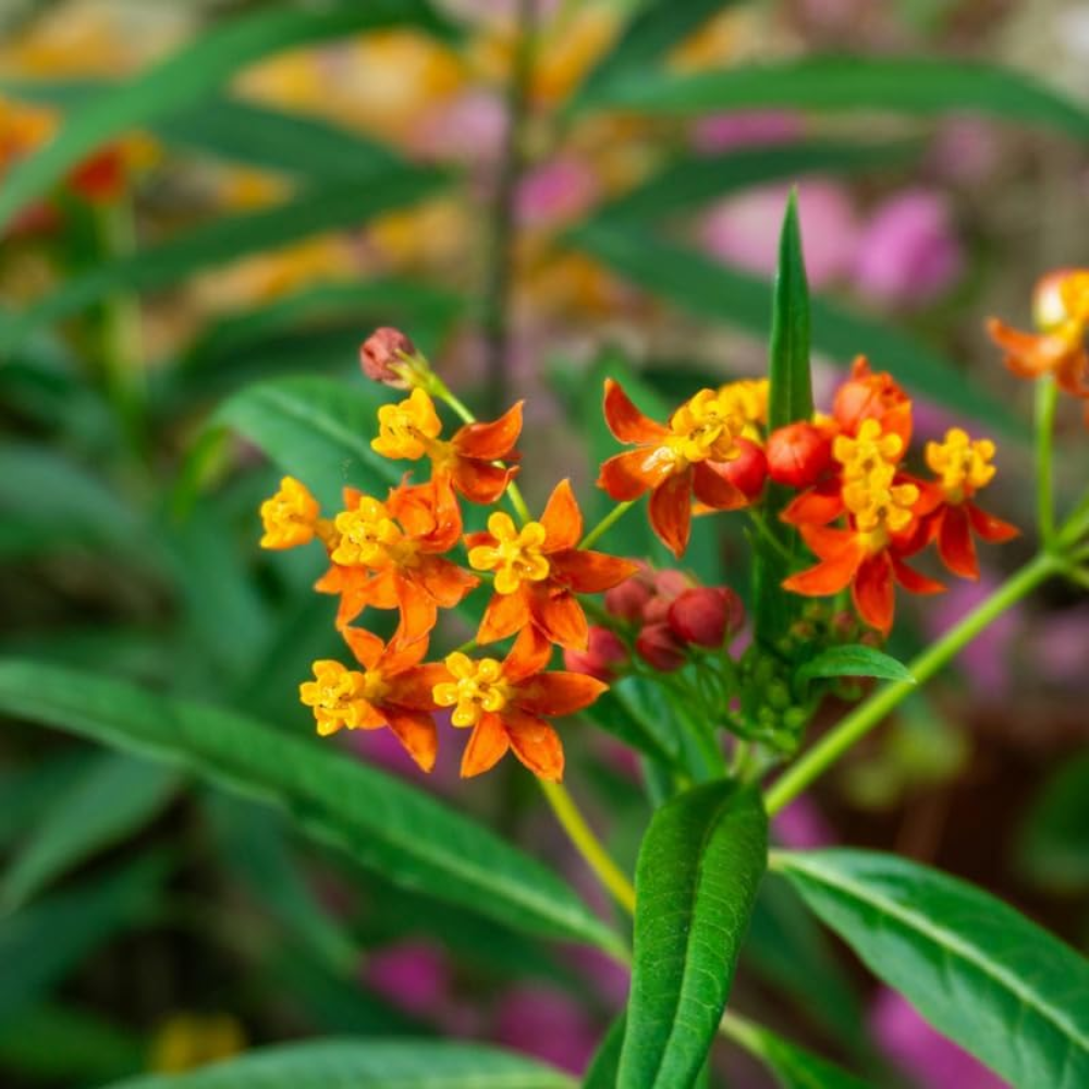 100 Pcs Non-GMO Blood Flower Milkweed Seeds, Heirloom Tropical Floral for Planting, Fast-Growing Plants for Bright Sunlit Gardens