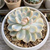 3 Echeveria Subsessilis Succulents Live Plants, Echeveria Variegated Succulent in 4 Inch Pot, Easy Care Succulent Collection for Beginners