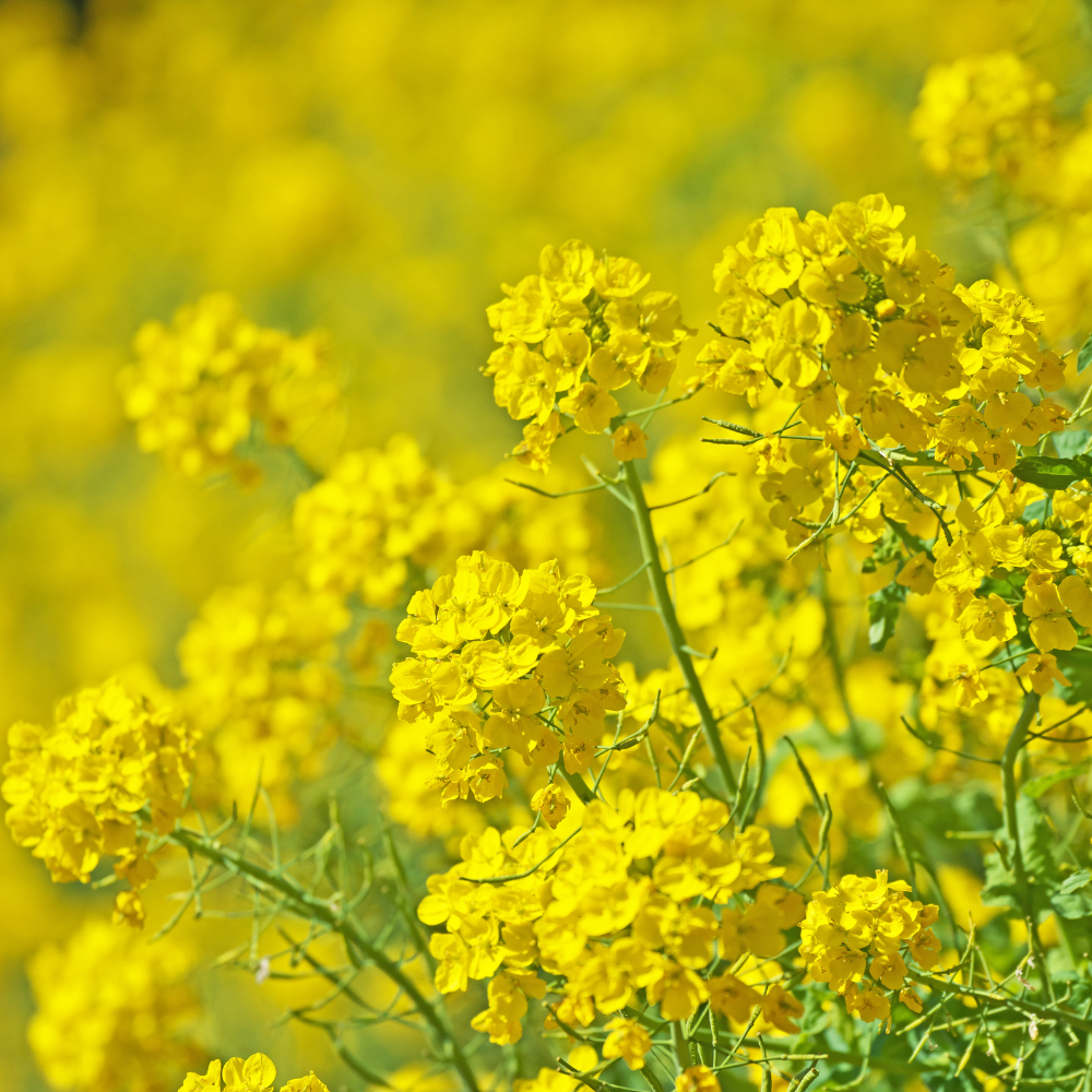 200 Pcs Basket of Gold Flower Seeds for Planting Outdoors, Adaptable Cold-Hardy Ground Cover, Easy to Care Yellow Perennials for Walls & Walkways