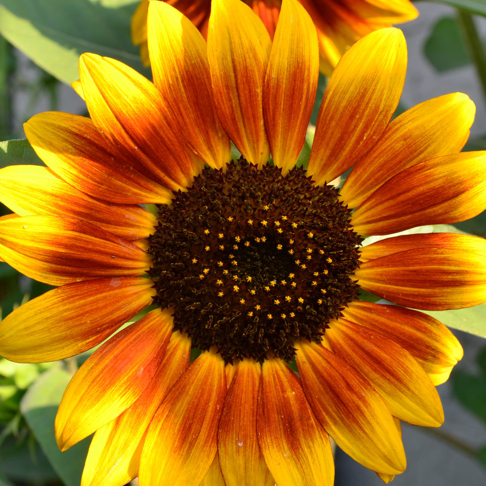 50 Pcs Autumn Beauty Sunflower Seeds, Heirloom Floral, Grow Robust Low Maintenance Tall Blooms, Easy to Care Outdoor Yard Border Decor