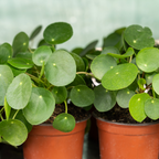 Pilea Peperomioides Plant Live in 6 Inch Pot, Chinese Money Plant Live for Planting, Compact Indoor Plant for Modern Home & Office Settings, Real Plants for Easy Indoor Gardening