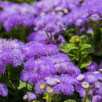 240 Pcs Blue Mink Ageratum Seeds by GINGERGLOW, Heirloom Dwarf Flowers for Planting, Fast-Growing Compact Plants for Bright Sunlit Gardens