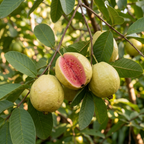No Ship to CA, HI, AK, Pink Guava Tree Live Plant | 3 Gallon Pot - 3 Ft Tall | Sweet Pink Flesh Fruit Tree| Guava Plants Live for Planting in Backyards, Patios & Warm Climates