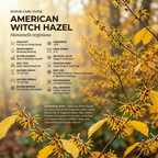 10 Pcs American Witch Hazel Seeds for Planting Outdoors, Adaptable Cold-Hardy Shrubs, Grow Robust, Low Maintenance Yellow Winter Blooming Plants
