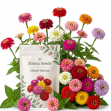 150 Zinnia Seeds for Planting Outdoors, Lilliput Mix Heirloom, Vigorous Dwarf Flowers Yielding Striking Pom-Pom Blooms for Balconies, Easy to Care
