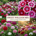 500 Pcs Mixed Sweet William Seeds Perennial for Outdoors, Adaptable Heirloom Bi-Color Blooms, Cold-Hardy Dianthus Plants for Landscapes