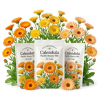 150 Calendula Seeds for Planting Outdoors (3 Packs), Heirloom Pacific Beauty Mix, Vigorous Flowers Yielding Striking Blooms for Balconies, Easy to Care