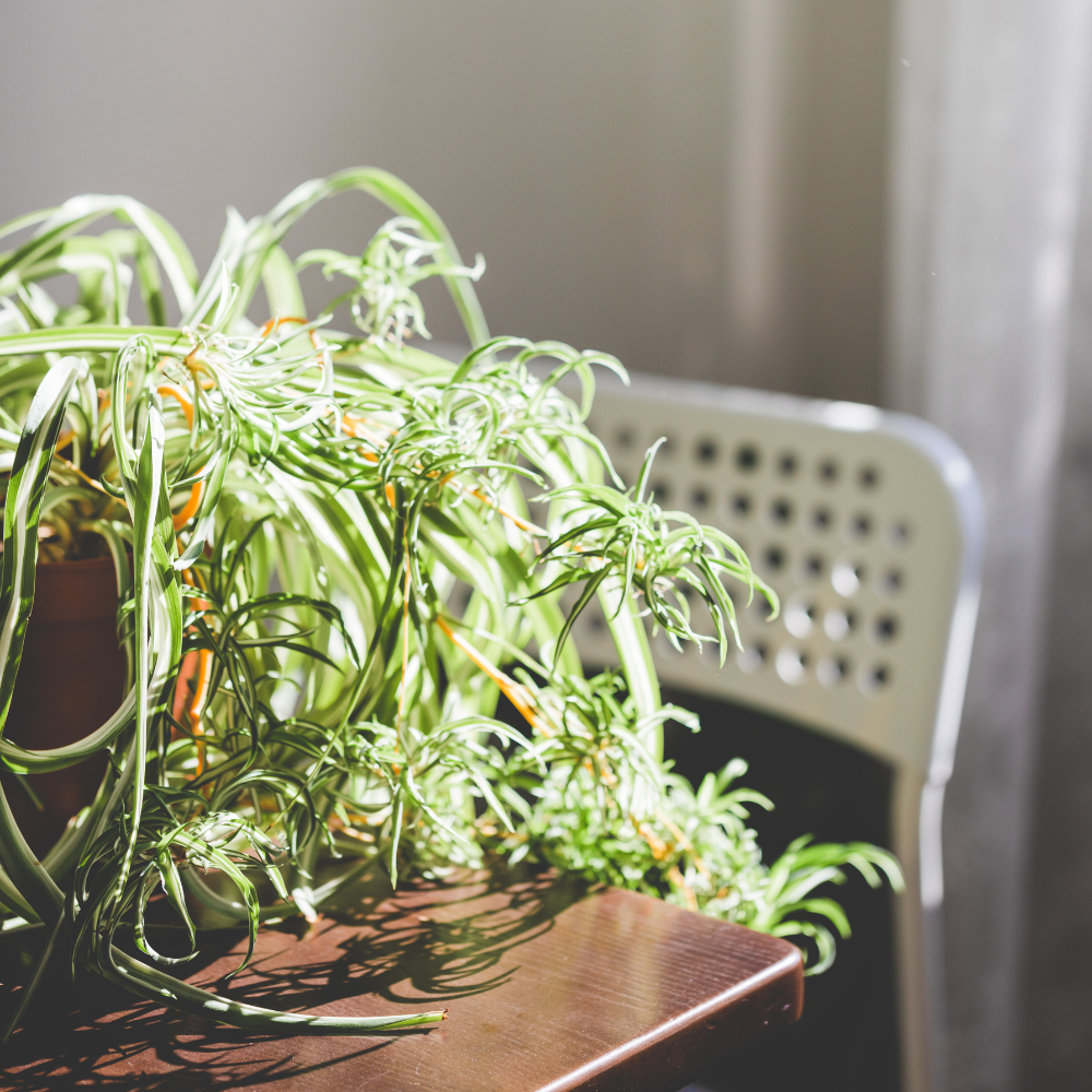 3 Spider Plants Live House Plants, Spider Plant in 4 Inch Pot, Low Maintenance, Thrives in Home & Office, Perfect for Plant Enthusiasts