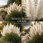 200 White Pampas Grass Seeds, High Germination Ornamental Grass for Planting, Robust Low Maintenance Tall Plumes for Sunlit Landscapes